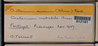 Craterium aureum image